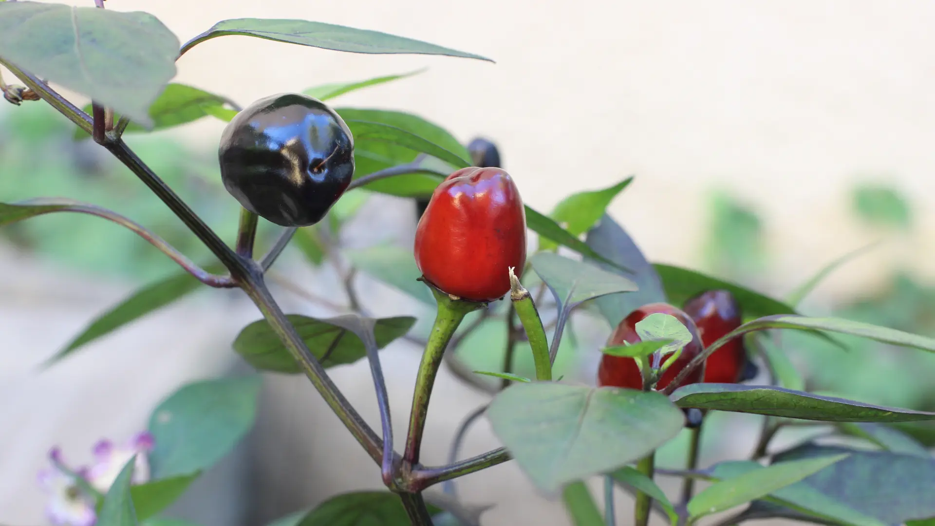 Chili: Scharfe Peperoni auf dem Balkon und im Garten anbauen | mdr.de