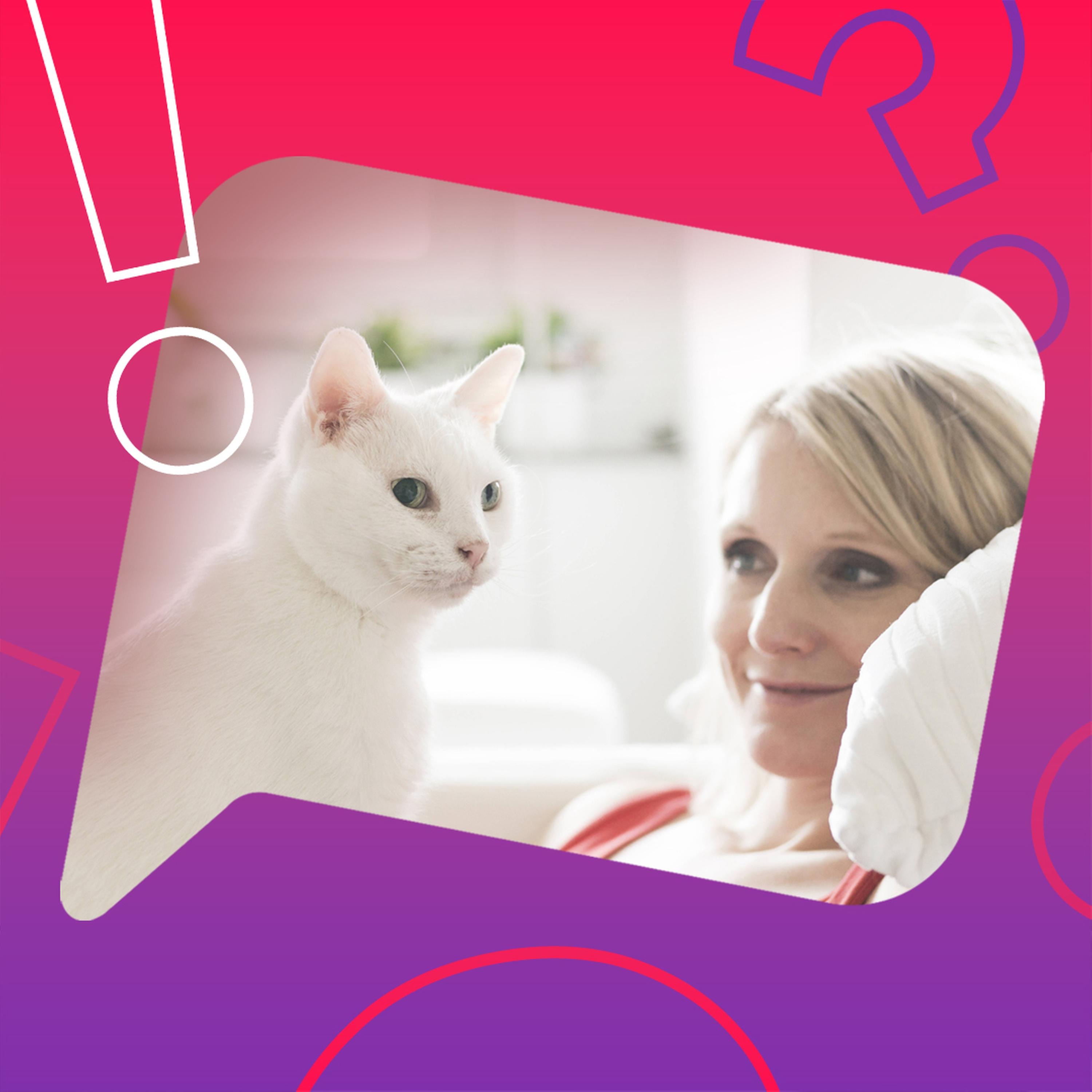 Sind Katzenliebhaber intelligenter als Hundeliebhaber?