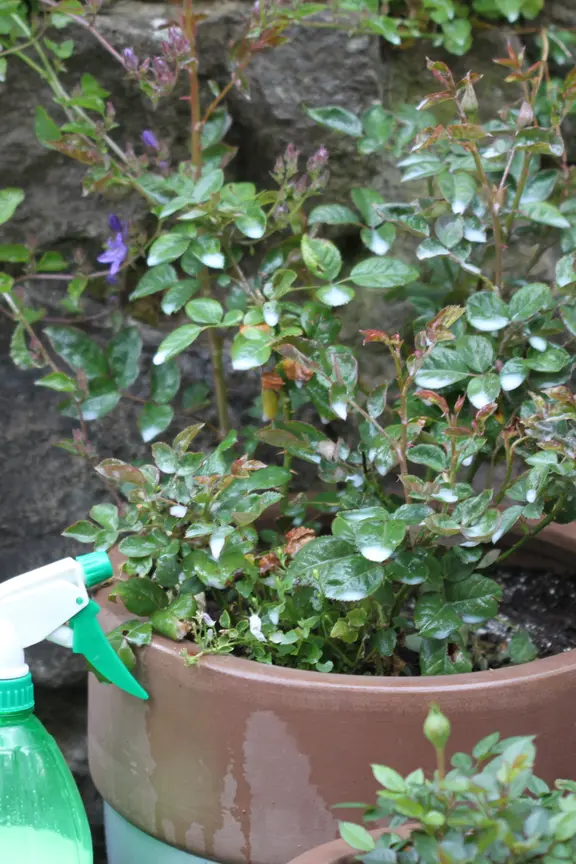 pinker jasmin zimmerpflanze kaufen Rosa Jasmin - Jasminum beesianum main image 0