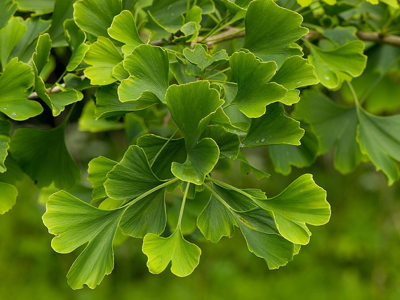 Ginkgo: Prachtvoller Stadtbaum mit langer Geschichte | mdr.de