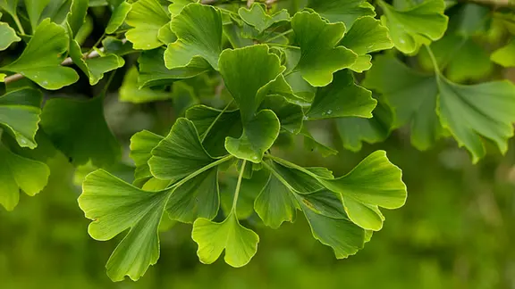 Ginkgo: Prachtvoller Stadtbaum mit langer Geschichte | mdr.de