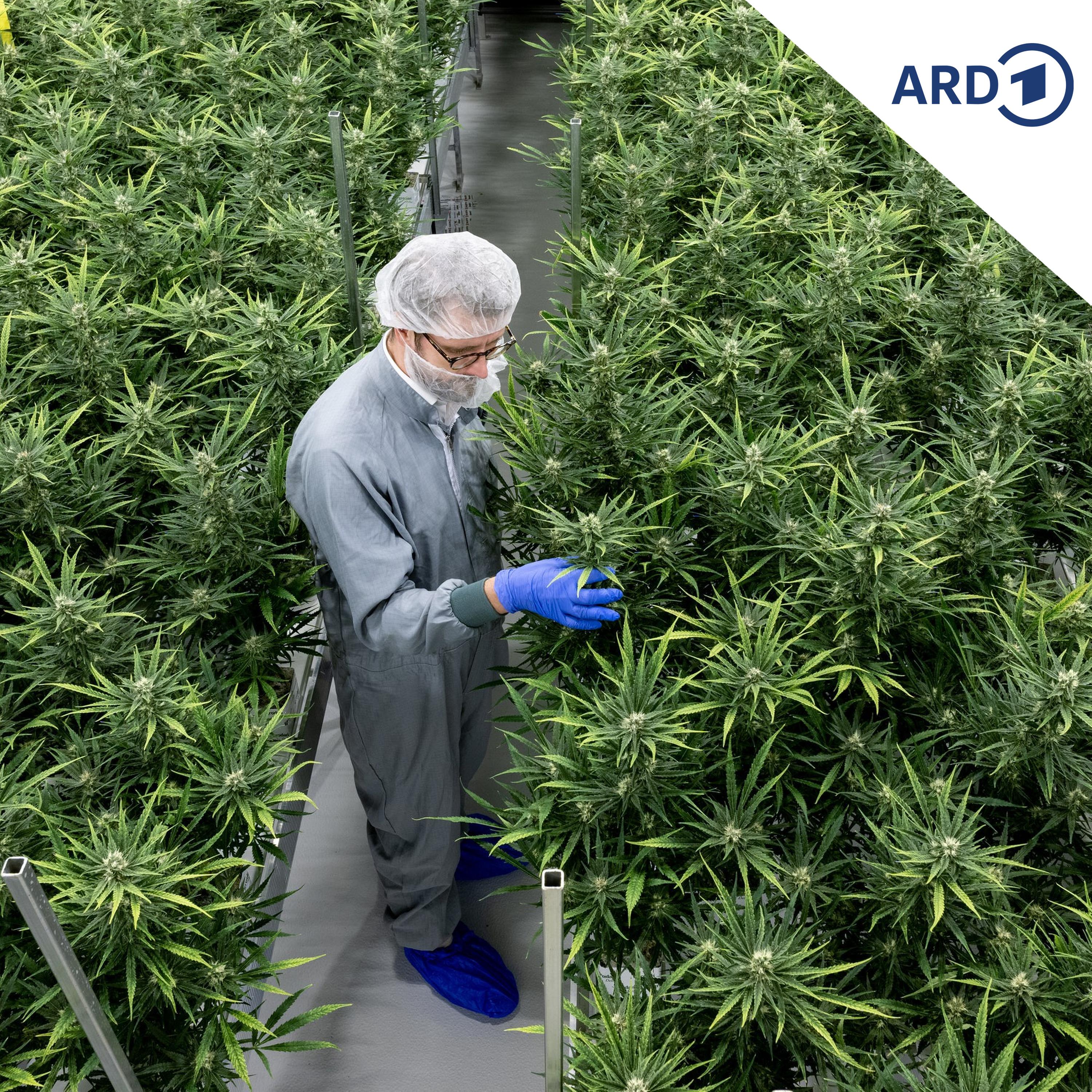 Medizinisches Cannabis: Branche sorgt sich wegen neuer Regeln episode artwork