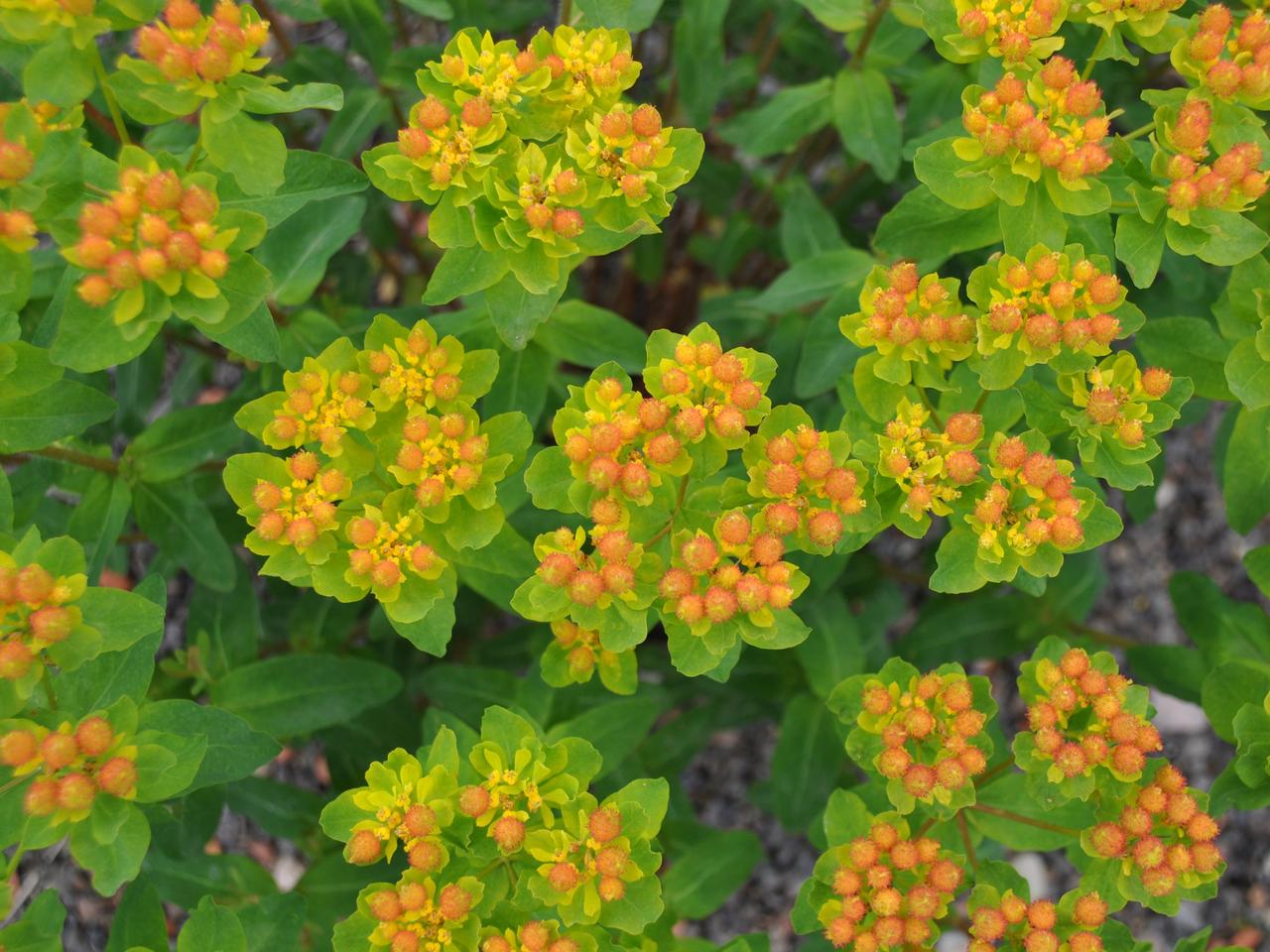 Euphorbien: Vielseitige Stauden fr den Garten