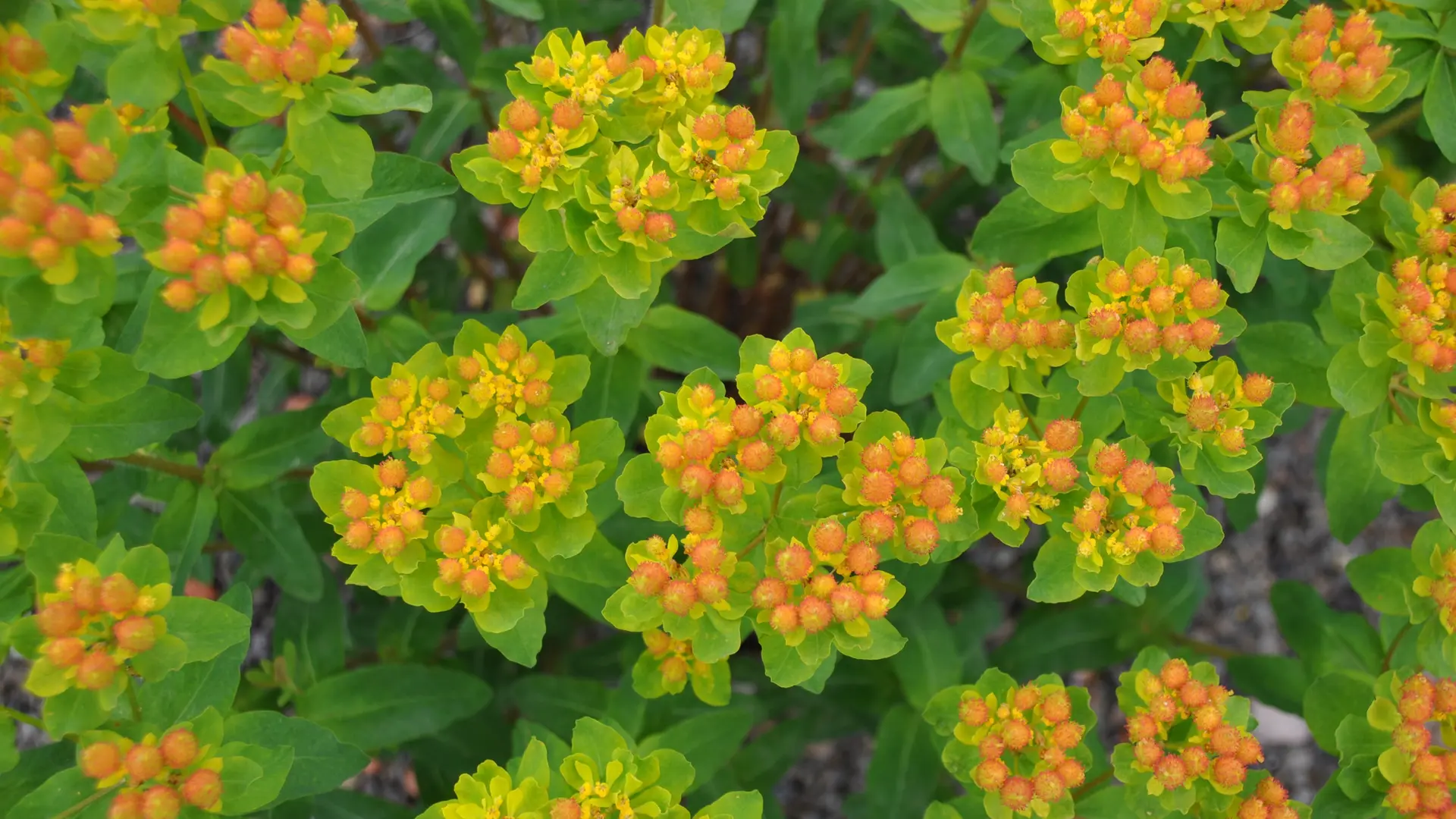 Euphorbien: Vielseitige Stauden fr den Garten